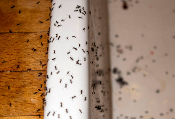 Best Pest Control Treatment  in Timberne, LA