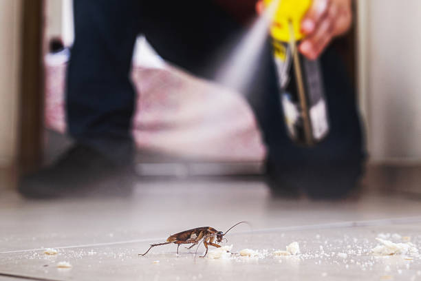 Best Cockroach Control Services  in Timberne, LA