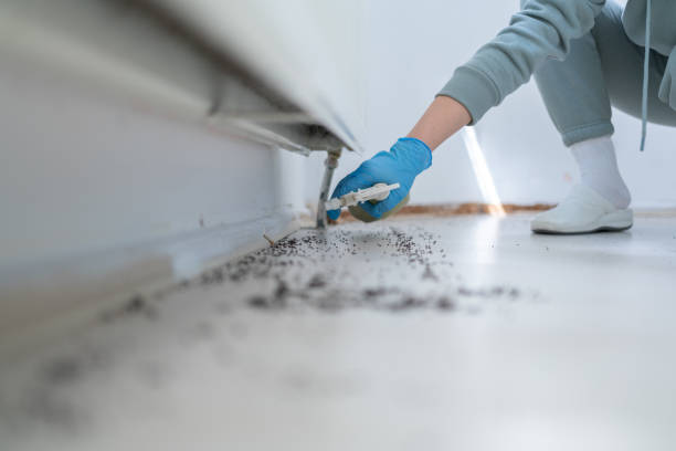 Best Insect Control  in Timberne, LA